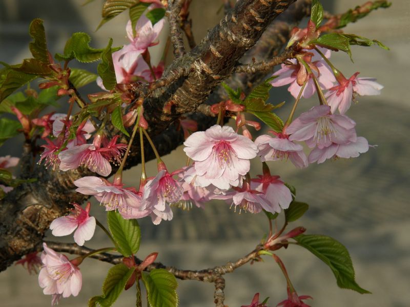 Kawazu zakura có lẽ là sakura nở hoa sớm nhất Kawazu zakura có lẽ là sakura nở hoa sớm nhất