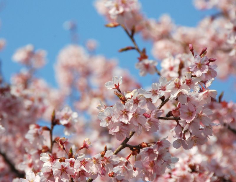 Ohkan zakura Ohkan zakura