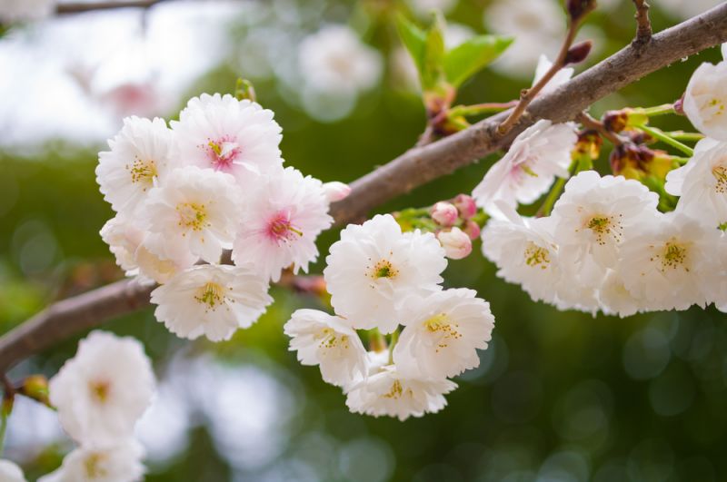 loại hoa anh đào có nhiều hơn 5 cánh loại hoa anh đào có nhiều hơn 5 cánh