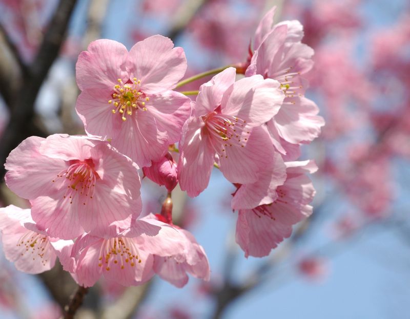 Youkou zakura Youkou zakura