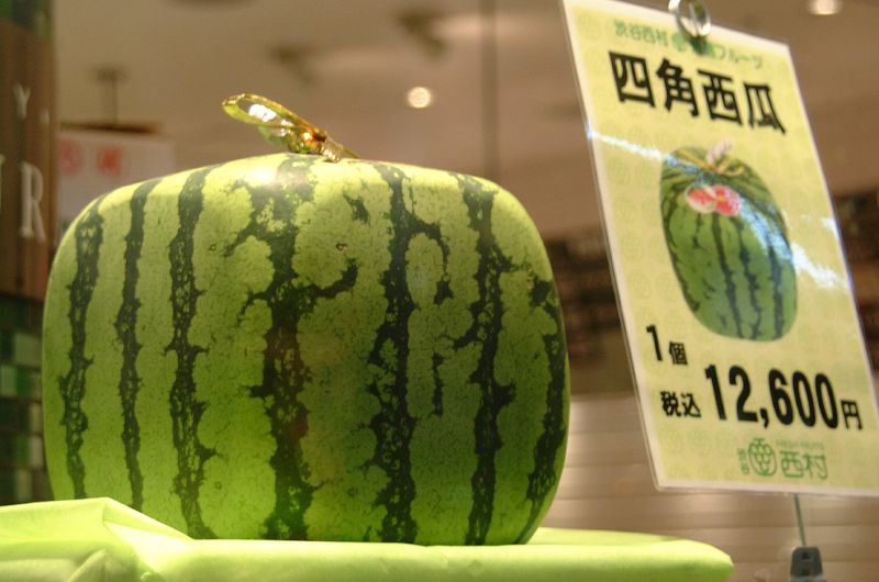 dưa hấu vuông dưa hấu vuông
