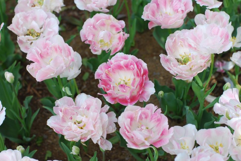 hoa tulip hoa tulip