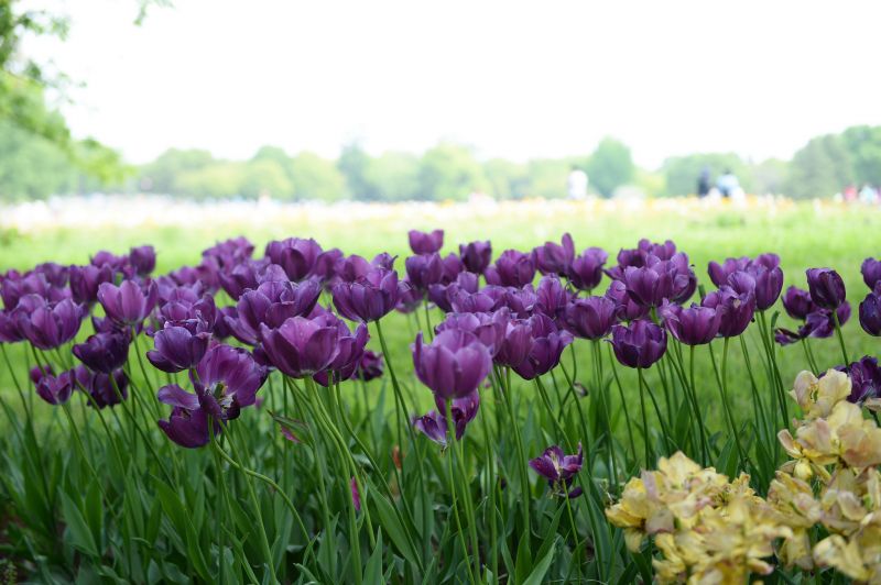 hoa tulip hoa tulip
