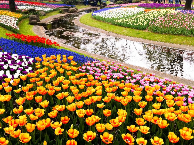hoa tulip hideki hoa tulip hideki