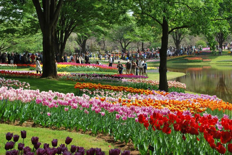 công viên showa kinen công viên showa kinen