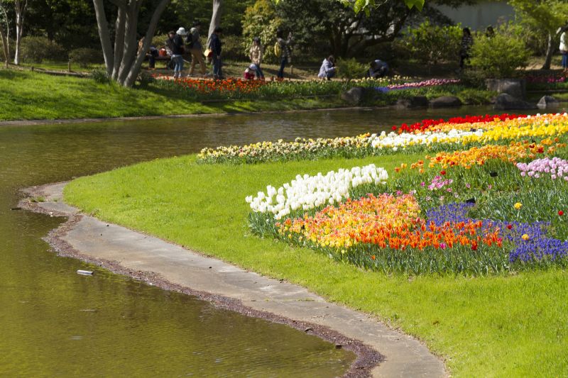 hoa tulip yasa hoa tulip yasa
