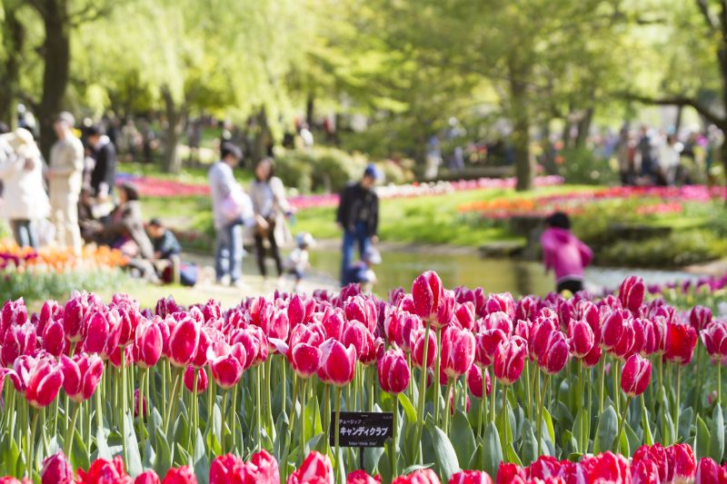 hoa tulip yasa hoa tulip yasa