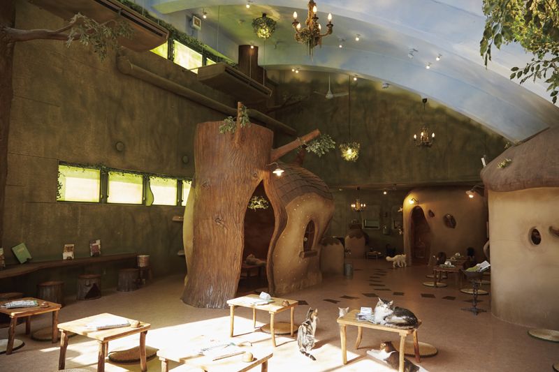 cat cafe cat cafe