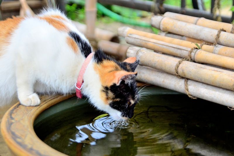 Nước ở Nhật Bản nổi tiếng là ngon, sạch Nước ở Nhật Bản nổi tiếng là ngon, sạch