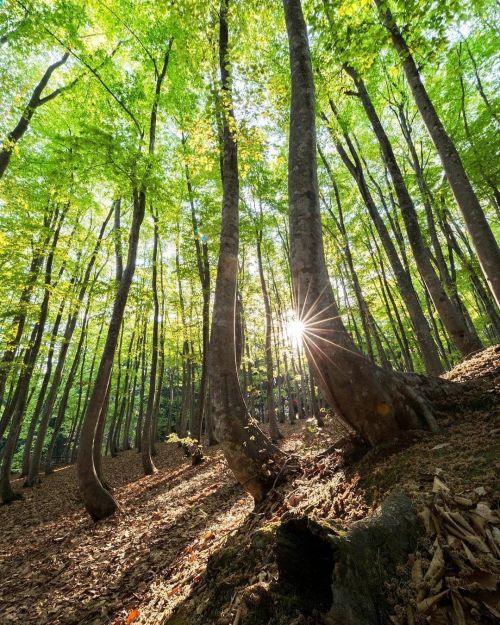 Beech Forest Beech Forest