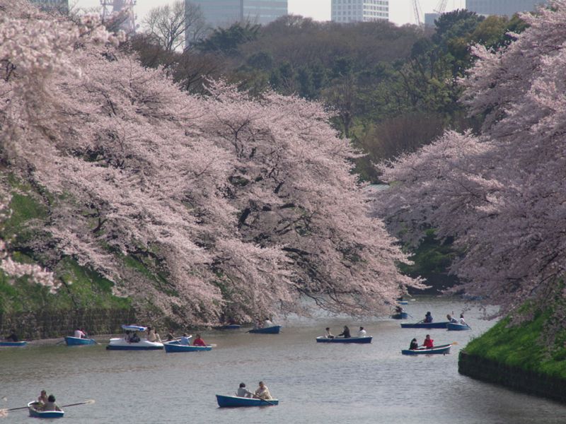 công viên Chidorigafuchi công viên Chidorigafuchi