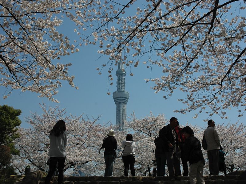 Tokyo Sky Tree trong mùa hoa anh đào Tokyo Sky Tree trong mùa hoa anh đào